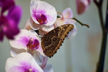 Real Butterfly on orchids. Brown. Large insect. Flower and animal. A life.