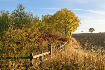 Field used for agriculture with a fence dividing it from woodland.