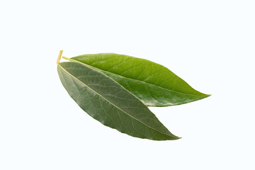 Laurel, Laurus nobilis leaves isolated on white