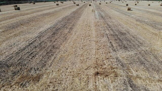 Zeta Swamp Nature Reserve in the east of Hadera Israel