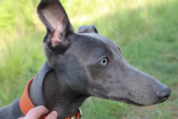 portrait of a whippet dog