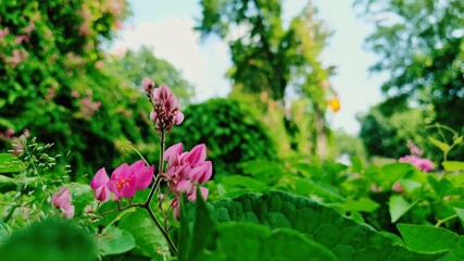 pink flowers in the garden