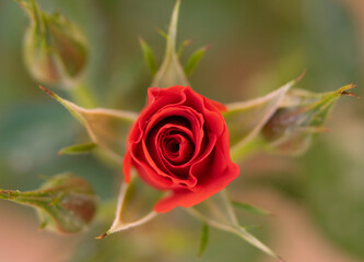 Baby Rose opening up