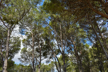 Pine trees seen from below in the middle of the forest and blue sky with clouds