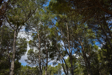 Pine trees seen from below in the middle of the forest and blue sky with clouds