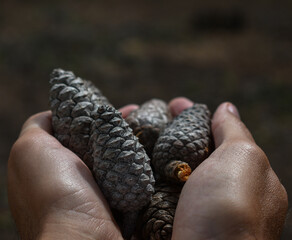 Hands holding a few pinecone in the forest
