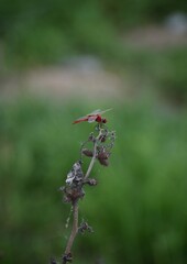 Red dragonfly on the dry bark of the plant with greenary in background
