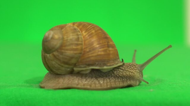snail on a green screen