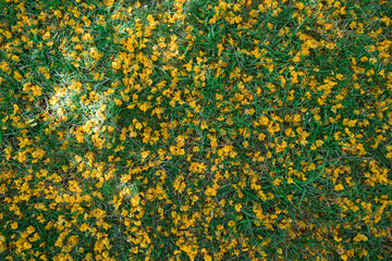 Background of fallen yellow tipuana tree flowers in green grass