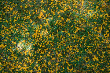 Background of fallen yellow tipuana tree flowers in green grass