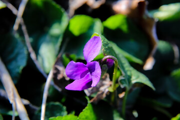 fiori