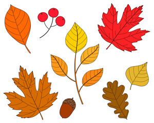 Set of autumn leaves acorn berries on white background vector illustration