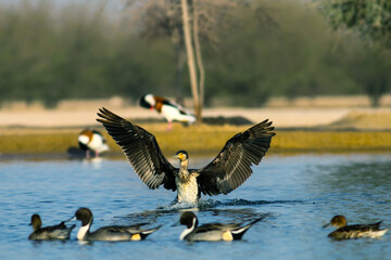 cormorant  landing at the lake 