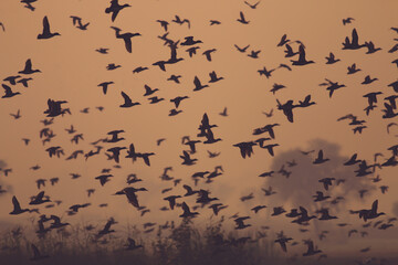 flock of  flying birds after sunset 