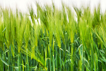 Obraz premium Pole pszenicy. Kłosy pszenicy z bliska. Piękny krajobraz przyrody.