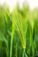 Wheat field. Ears of wheat close up. Beautiful Nature Landscape.