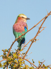 A Lilac-Breasted Roller in Kruger Park