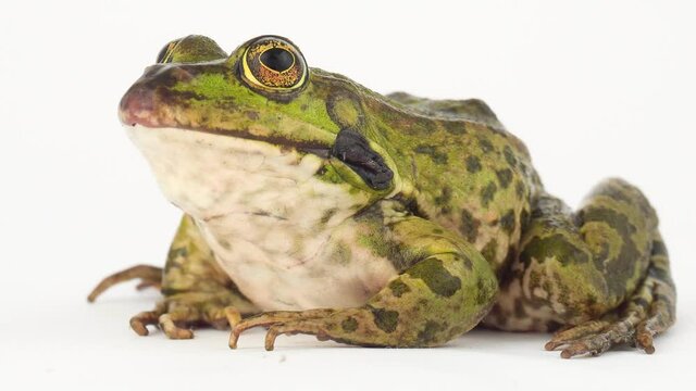Toad frog isolated on white background screen.