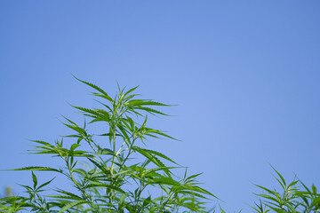 Landscape of marijuana green leaves swaying in the wind with sky background.