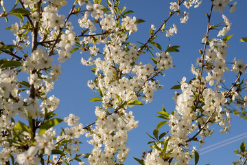Cherry blossom in the garden