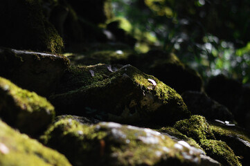Nature in sunshine