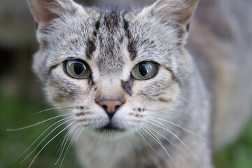 cat portrait with piercing gaze
