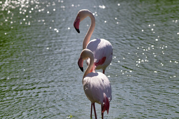 two flamingos walk through shallow water in a pond and look for food on a sunny day