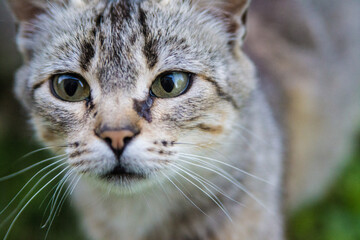 cat portrait with piercing gaze