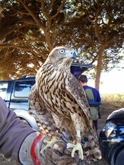 common goshawk on a man's arm, falconry (Accipiter gentilis)
