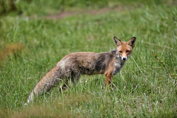 Red fox standing in the grass. 8k wide shot Carpathian valley, Bieszczady, Poland.