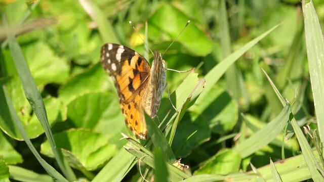 One Painted Lady Butterfly rests on green grass in garden and departs, close up
