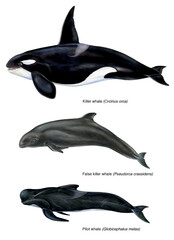 illustrazione realistica di orca, pseudorca e globicefalo. Cetacei © marina
