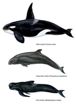 illustrazione realistica di orca, pseudorca e globicefalo. Cetacei