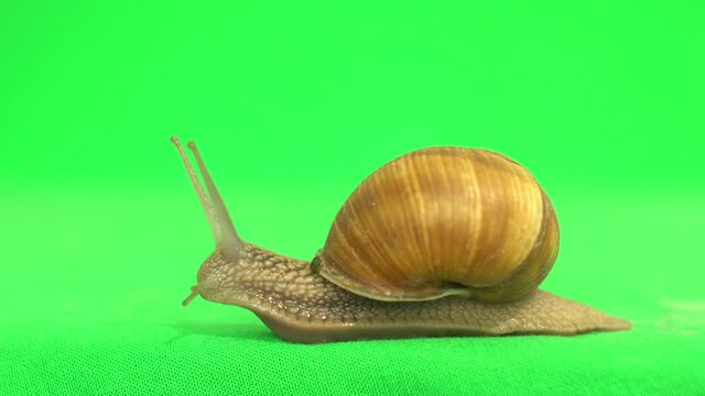 snail on a green screen