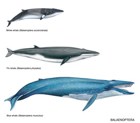 illustrazione realistica ad acquarello di cetacei: balenottere. 1) minke whale, balenottera minore (Balaenoptera acutorostrata) 2) fin whale, balenottera comune (Balaenoptera physalus) 3) blue whale,  © marina
