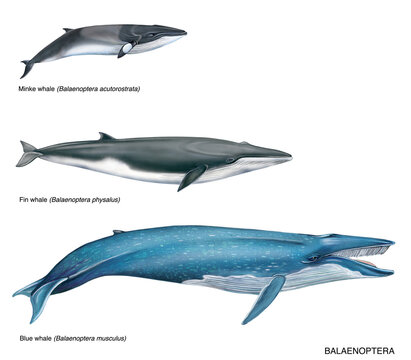 illustrazione realistica ad acquarello di cetacei: balenottere. 1) minke whale, balenottera minore (Balaenoptera acutorostrata) 2) fin whale, balenottera comune (Balaenoptera physalus) 3) blue whale, 
