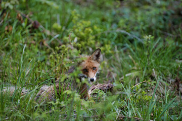 Red fox hiding in the grass with mesmerizing look. 8k wide shot Carpathian valley, Bieszczady, Poland.