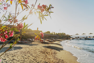Blooming oleander tree with pink flowers on the seashore at sunset, with sunlight. Beautiful...