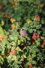 Farfalla tra fiori colorati 3