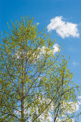 trees in the sky
