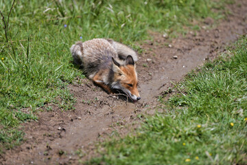 Red fox drinking water from puddle. 8k wide shot Carpathian valley, Bieszczady, Poland.