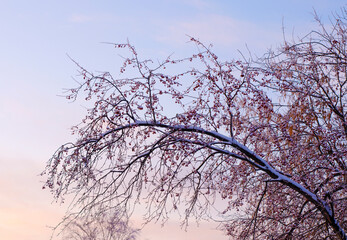 Winter landscape at sunset. Apple tree in the snow.