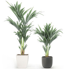 palm tree in a pot isolated on white background