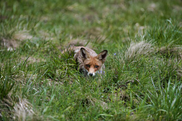Red fox (Vulpes vulpes) hiding in the grass with mesmerizing look. 8k wide shot Carpathian valley, Bieszczady, Poland.
