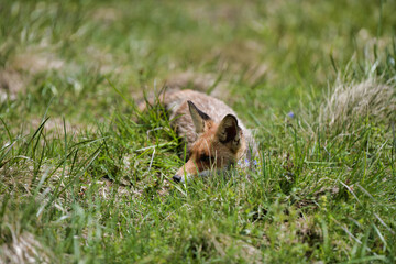 Red fox (Vulpes vulpes) hiding in the grass. Wide shot Carpathian valley, Bieszczady, Poland.