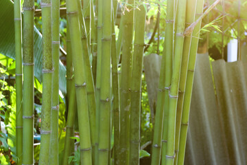 close up of bamboo