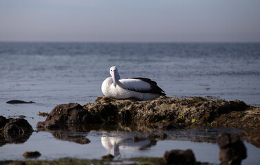 The Australian pelican is a large waterbird and is widespread on the inland and coastal waters of Australia.  It is a predominantly white bird with black wings and a pink bill.