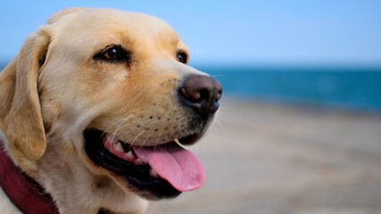 Labrador