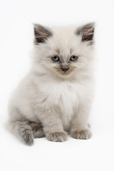 Fototapeta premium Little white british kitten on white background