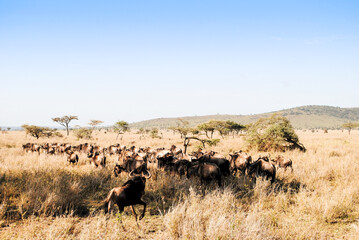 Afrika Feeling beim Game Drive in Tansania